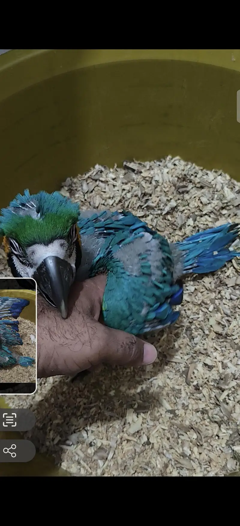 blue gold macaw umbrella cocatoo green wing parrot African grey lorry — photo 4