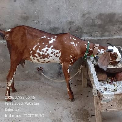 path for sale pahla soa 2 bachy sath path and bakra