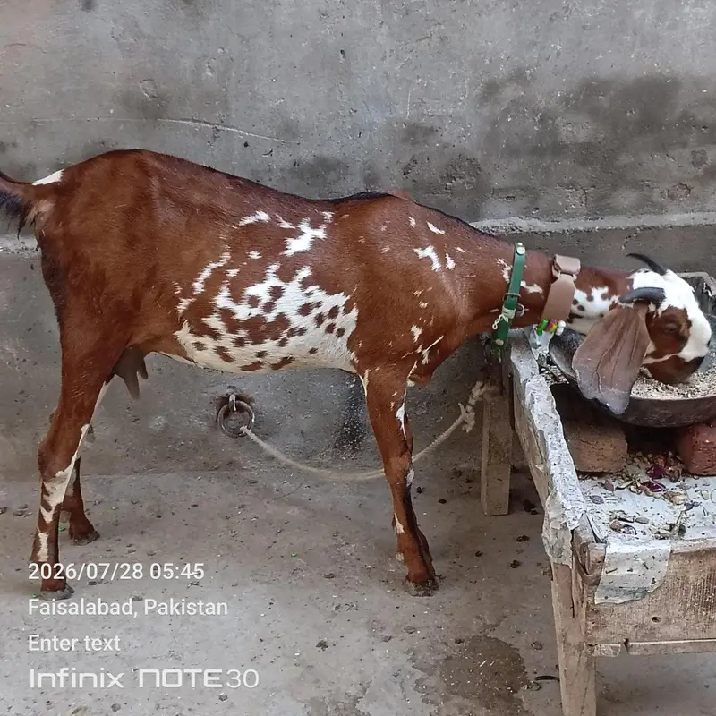 path for sale pahla soa 2 bachy sath path and bakra