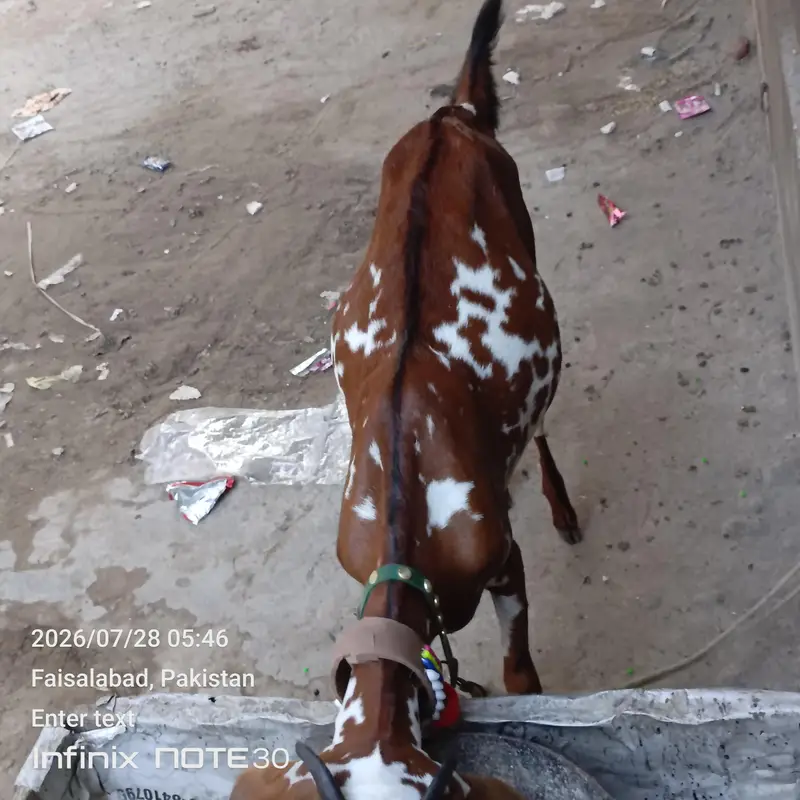 path for sale pahla soa 2 bachy sath path and bakra — photo 2