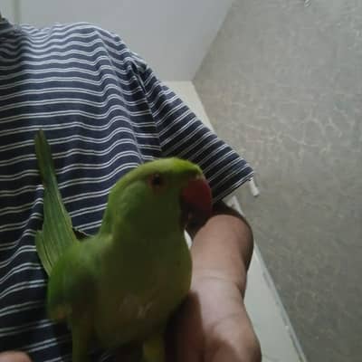 green ring neck and kashmiri