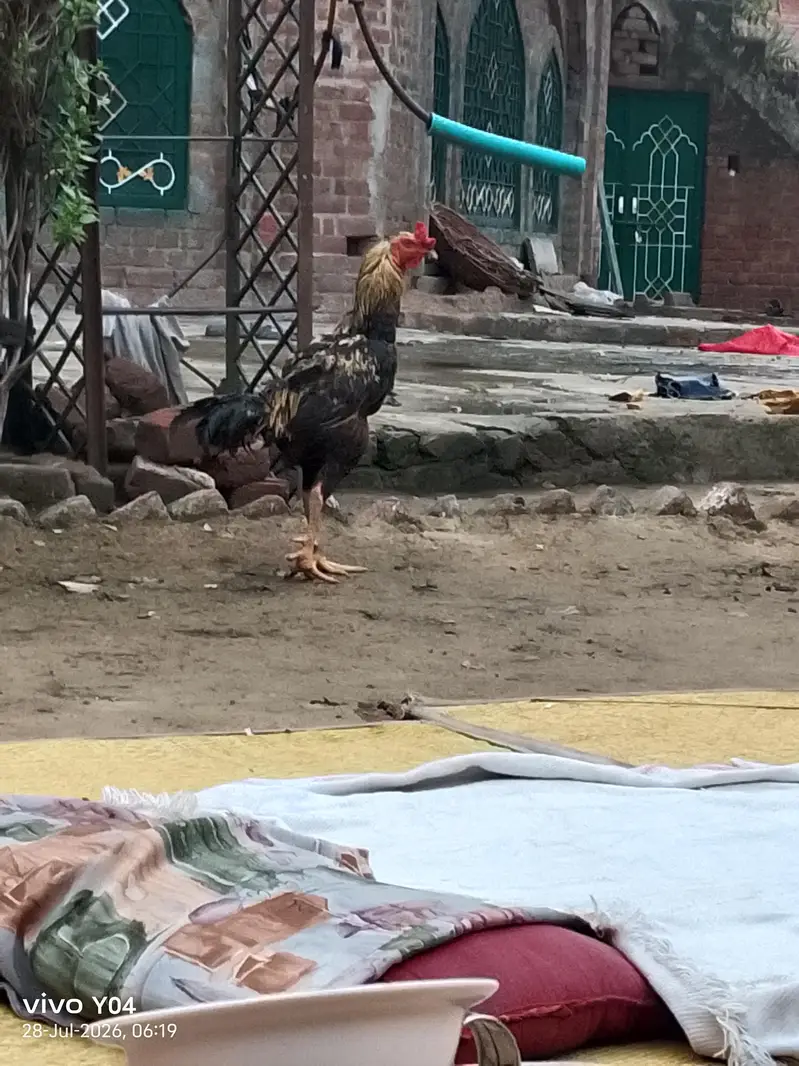 Sindhi java aseel for sale ##0309#55@600@62 — photo 4