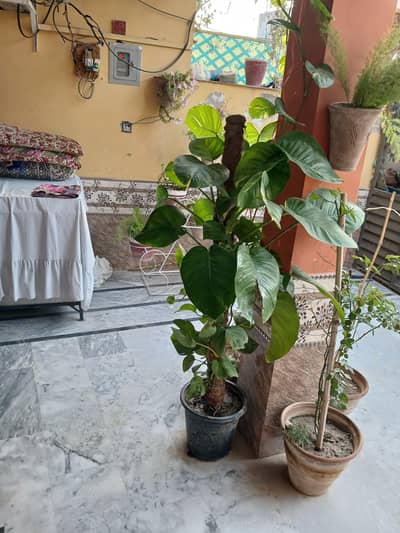 Title: Large Money Plant Tree – 8 ft Tall | Healthy & Fast Growing