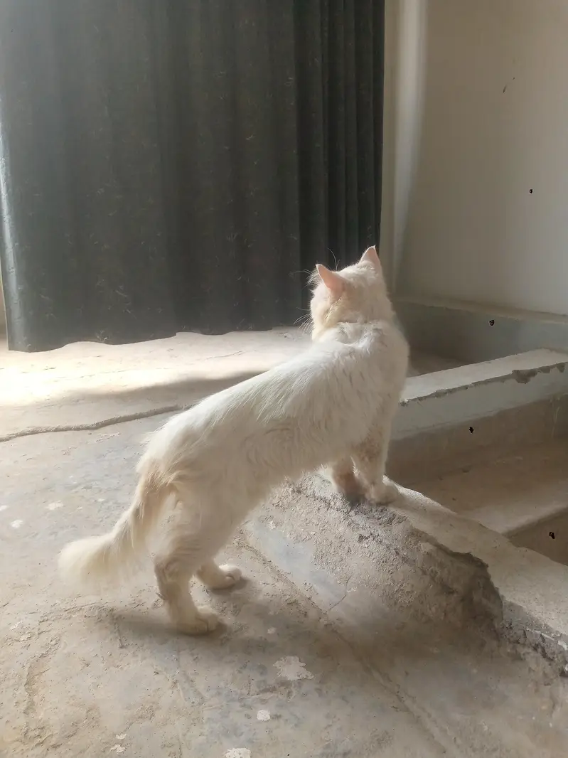 Persian male with peki face 03175486234 wtsp — photo 2
