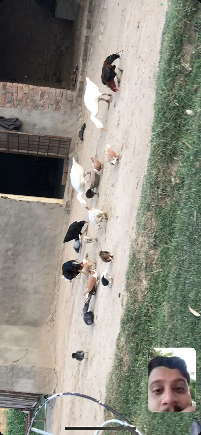 All pair are available kabootar all breed or Aseel For sall — photo 4