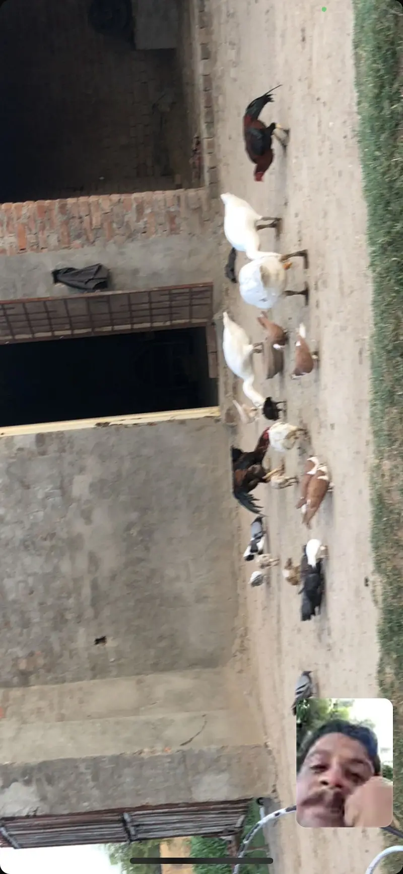 All pair are available kabootar all breed or Aseel For sall — photo 5