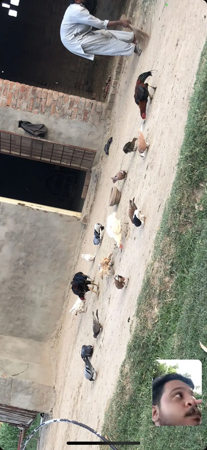 All pair are available kabootar all breed or Aseel For sall — photo 6