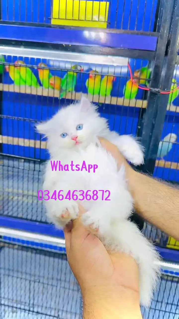 Persian cat kitten Trend full active vaccinated delivery all Pakistan — photo 3