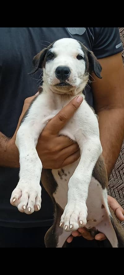 bully puppy for sale 03493021486 whatsapp