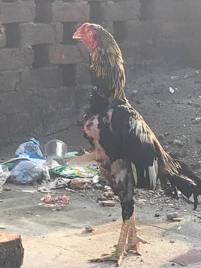 full active Bird