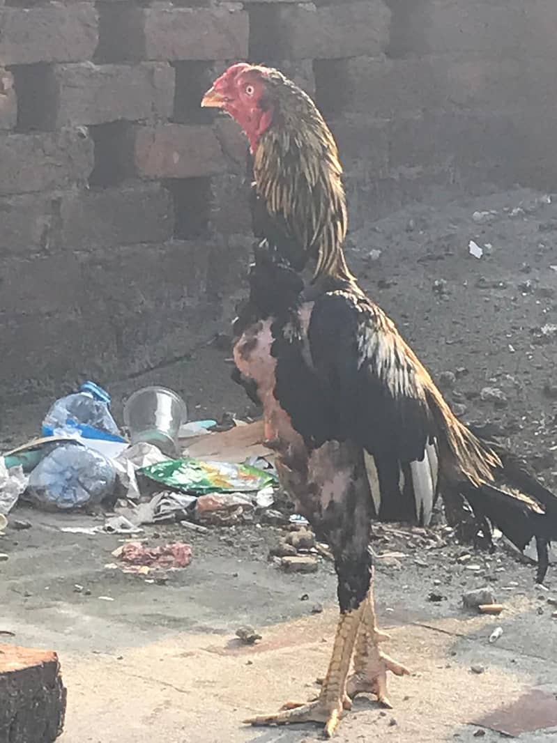 full active Bird 0