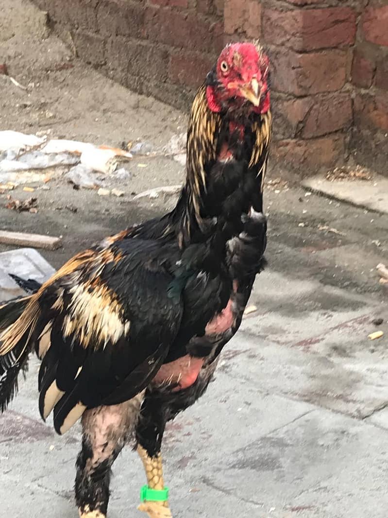 full active Bird 1