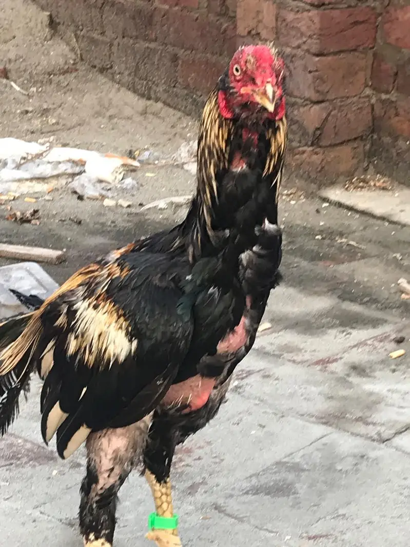 full active Bird — photo 2