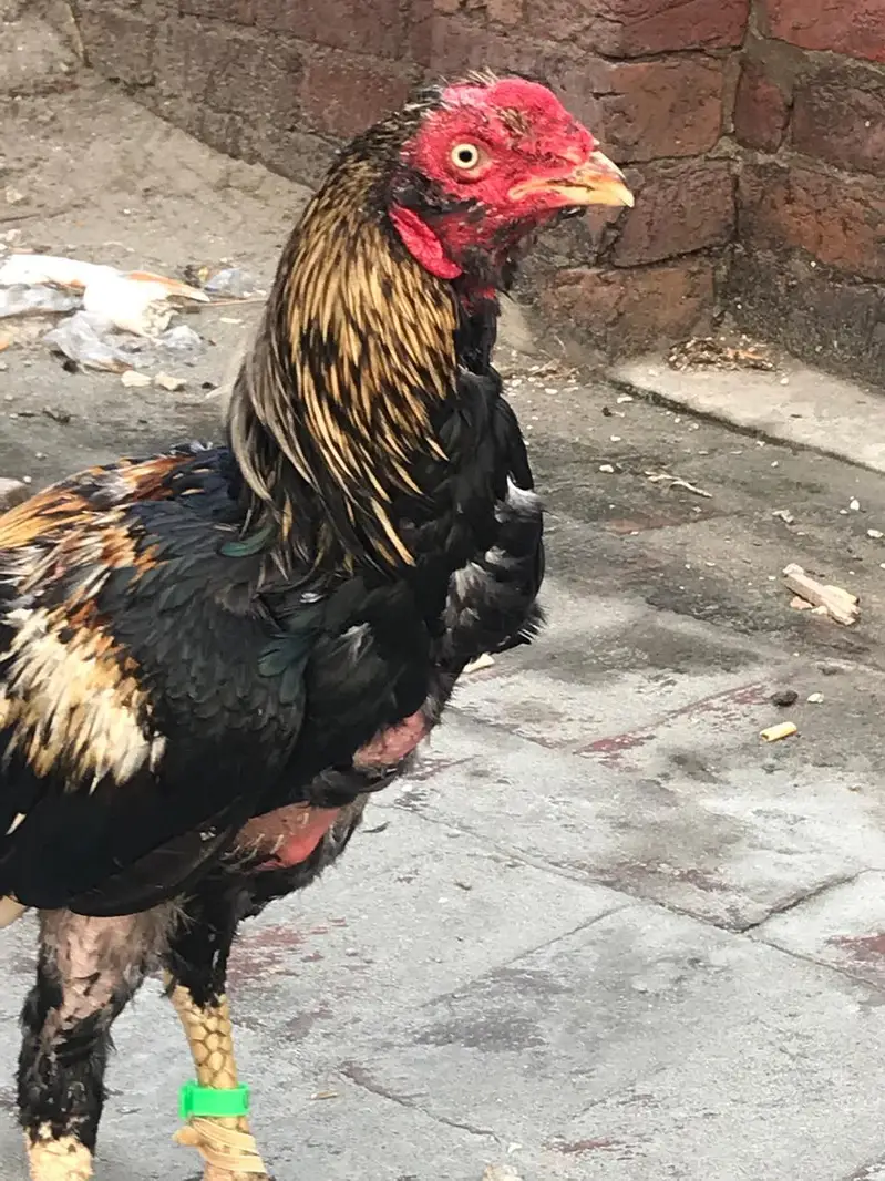 full active Bird — photo 3