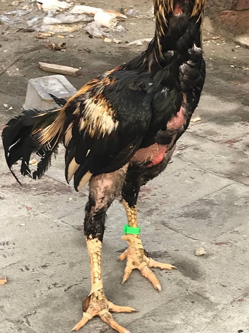 full active Bird 3