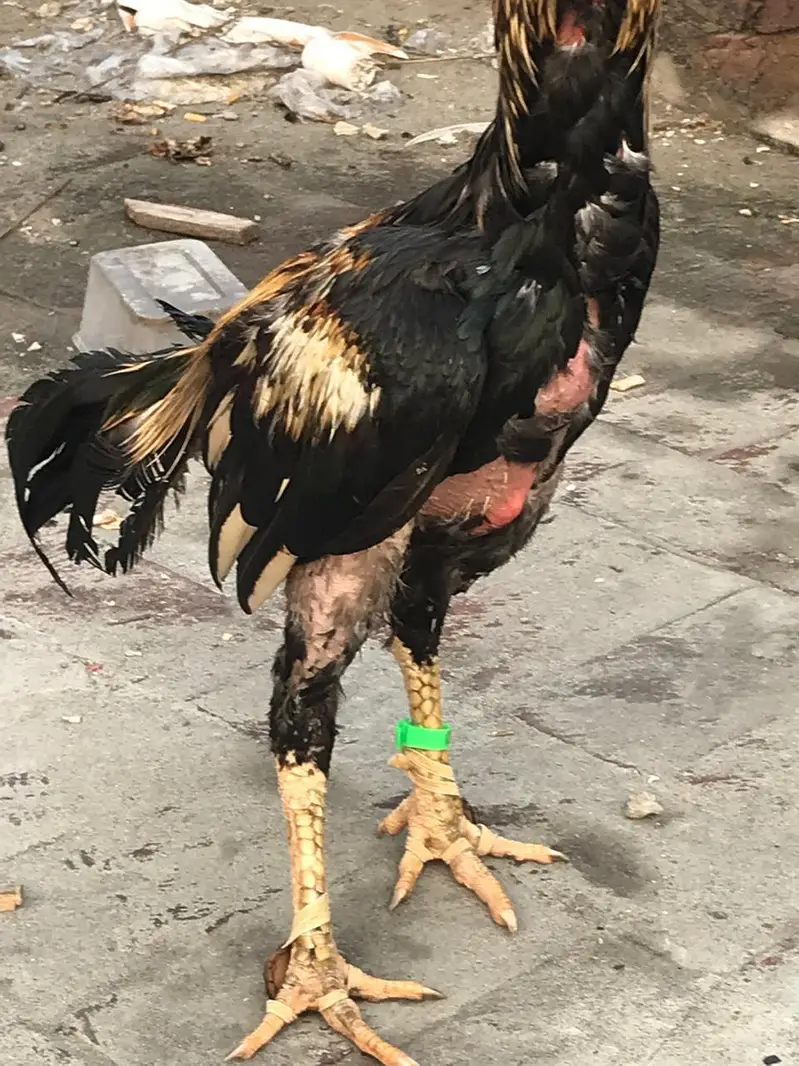 full active Bird — photo 4