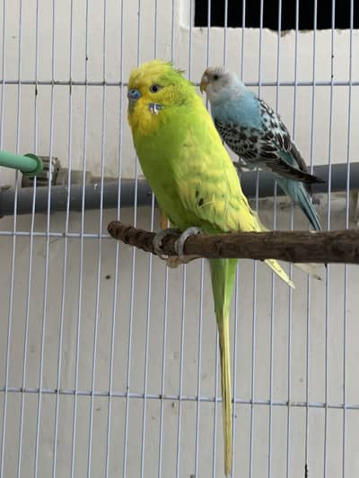 Budgie breeding pairs available