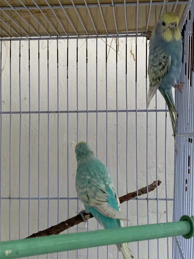 Budgie breeding pairs available — photo 2
