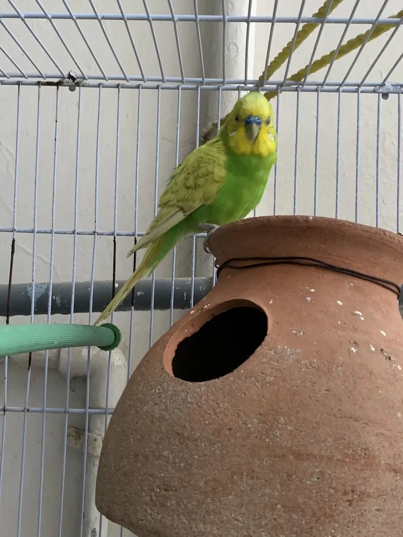 Budgie breeding pairs available — photo 3