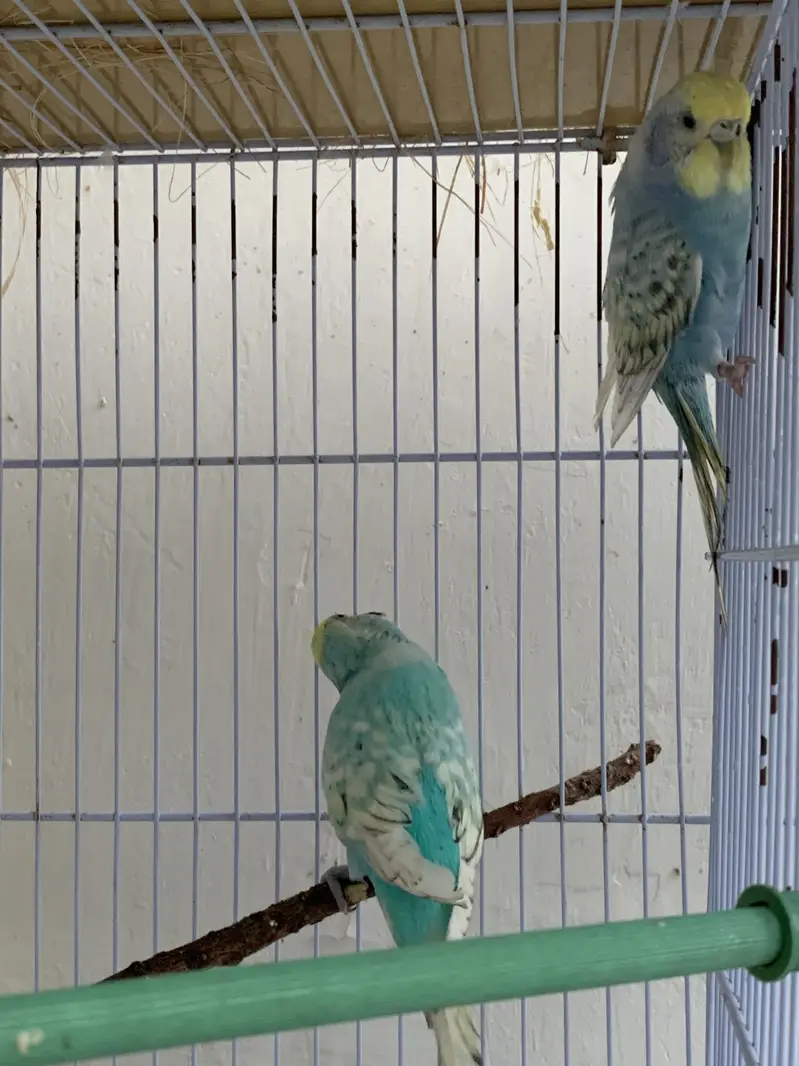 Budgie breeding pairs available — photo 4