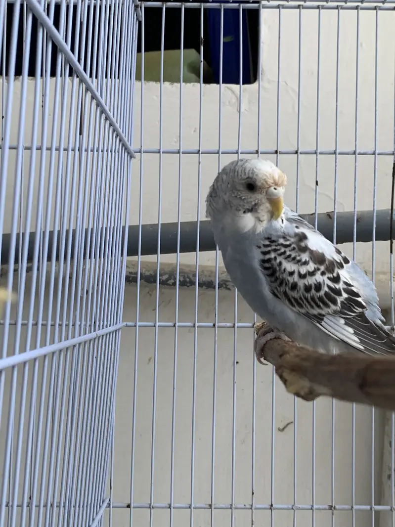 Budgie breeding pairs available — photo 5