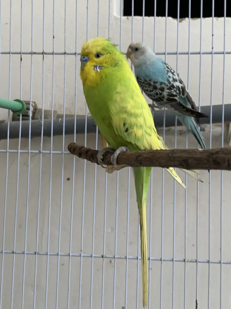 Budgie breeding pairs available — photo 6