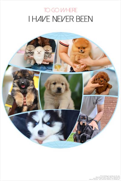 Maltipoo Pomeranian SHIHTZU labrador Doberman husky Rottweiler poodle
