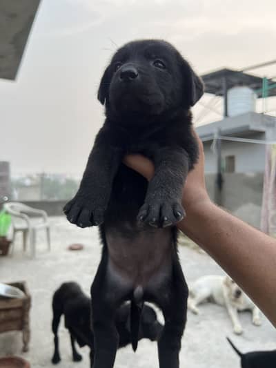 Female labrador pup Good quality