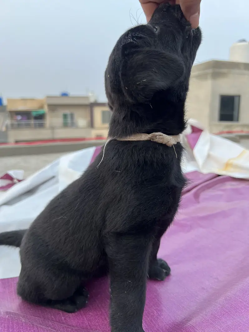 Female labrador pup Good quality — photo 2