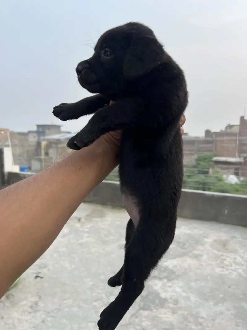 Female labrador pup Good quality — photo 3