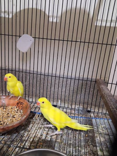 yellow Ring Neck