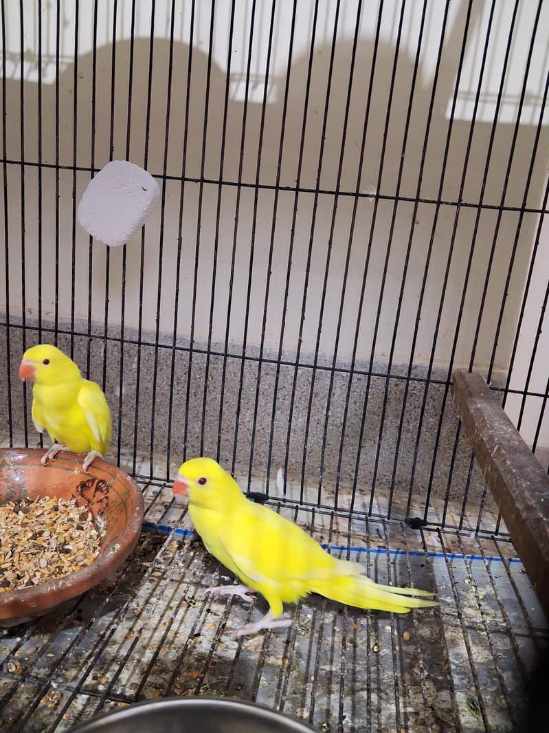 yellow Ring Neck 0