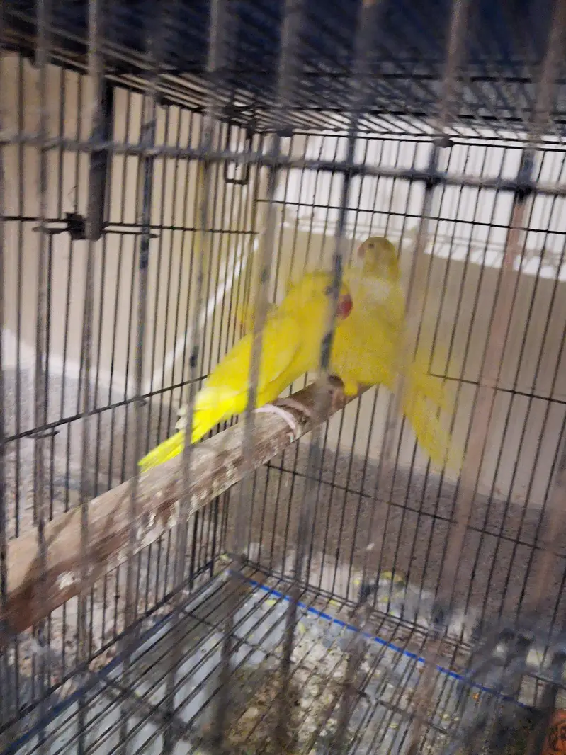 yellow Ring Neck — photo 2