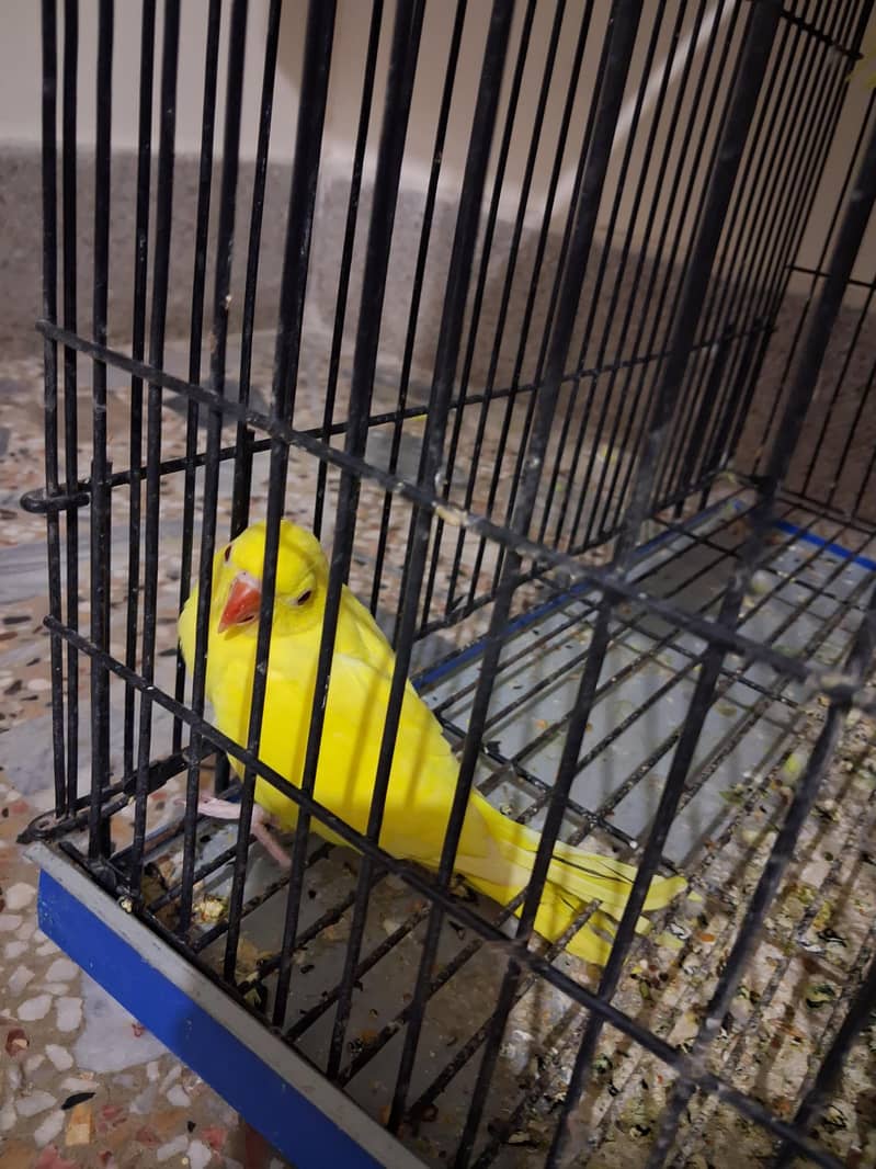 yellow Ring Neck 2