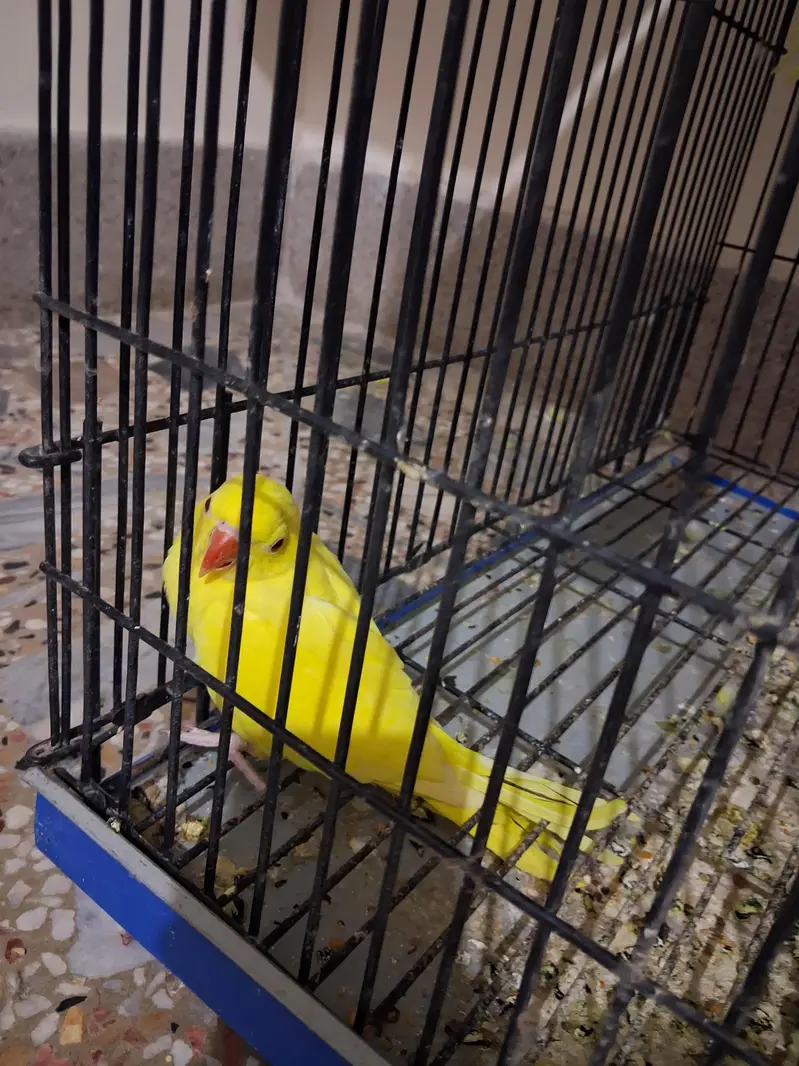 yellow Ring Neck — photo 3