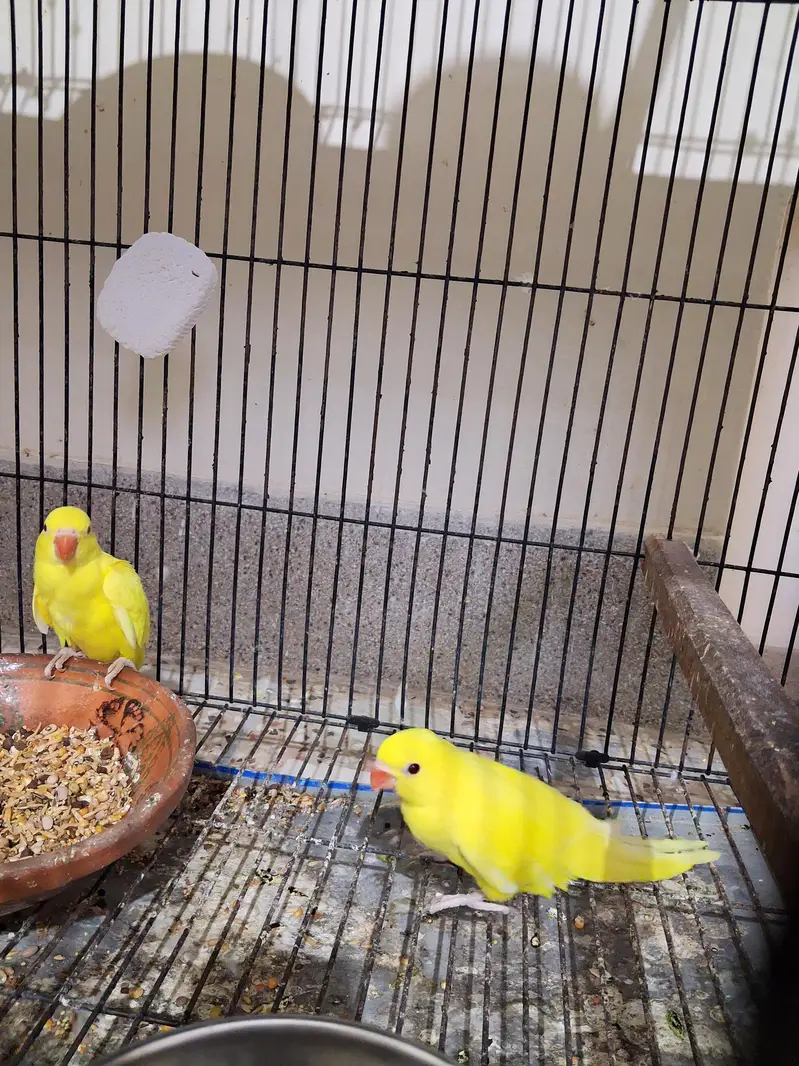 yellow Ring Neck — photo 4