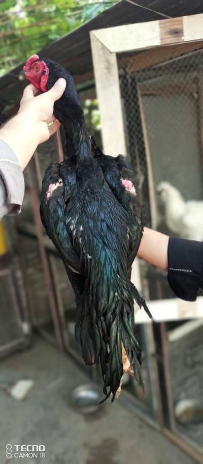 shamo male available for sale WhatsApp 03141439675
