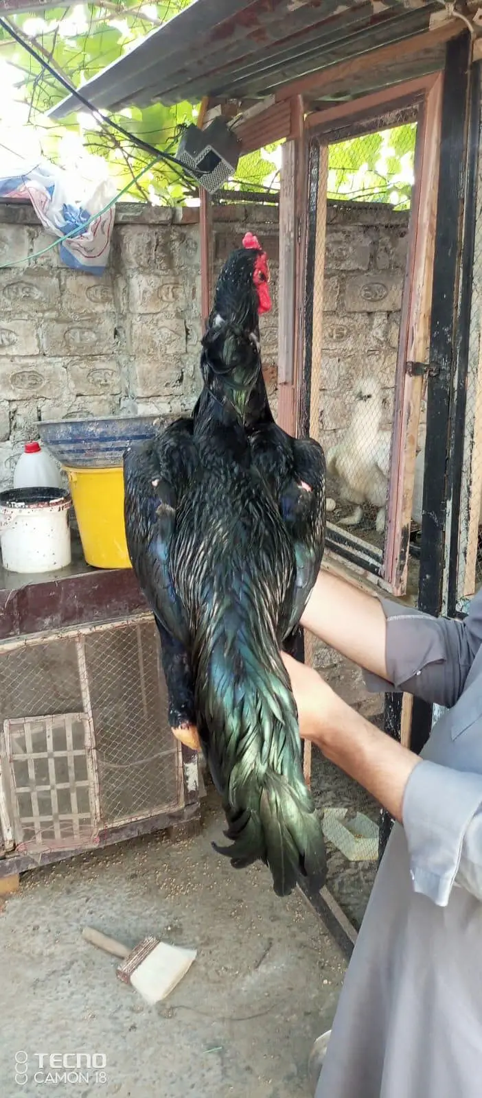 shamo male available for sale WhatsApp 03141439675 — photo 2