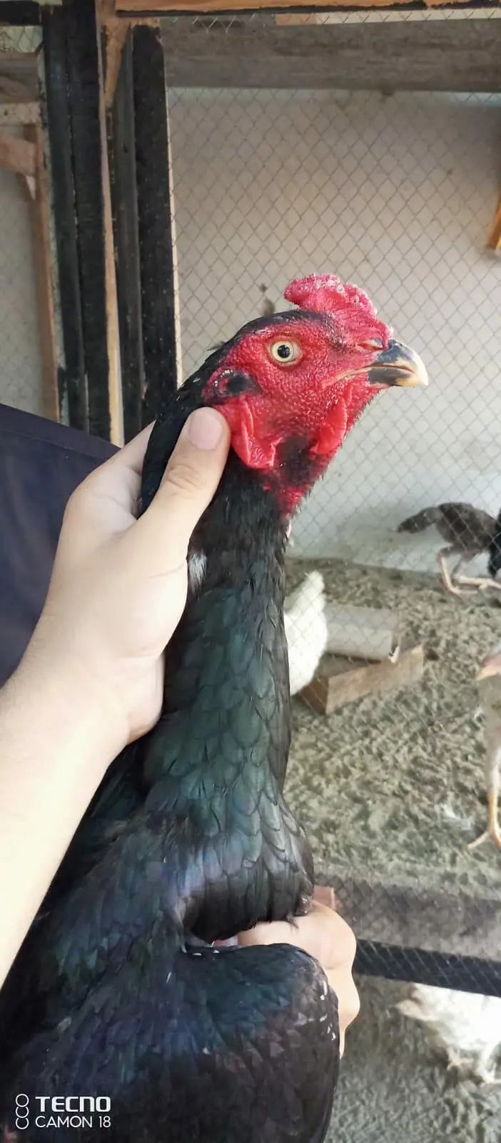 shamo male available for sale WhatsApp 03141439675 — photo 3