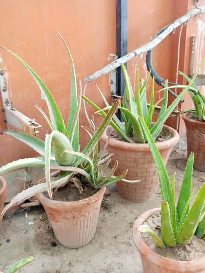 plants