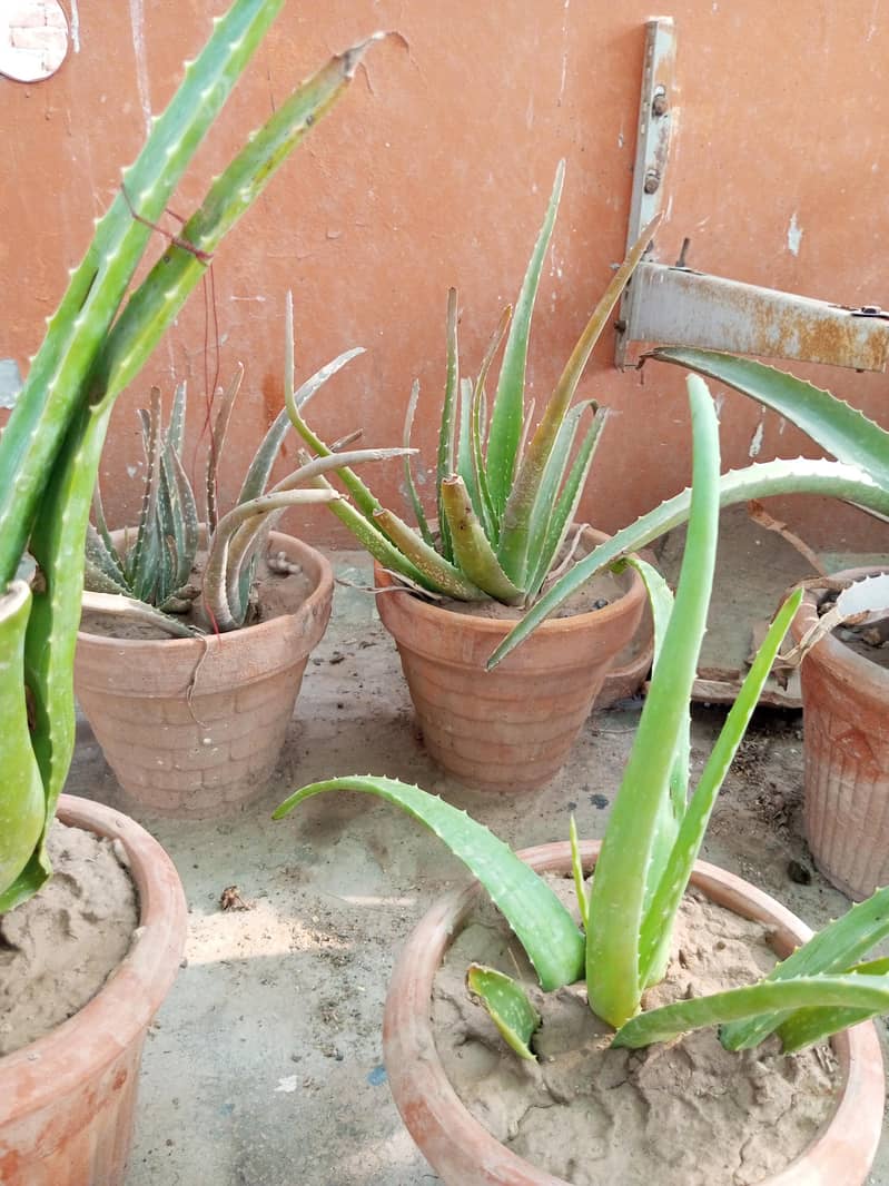 plants 1