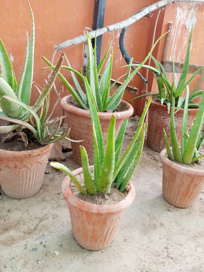 plants 2