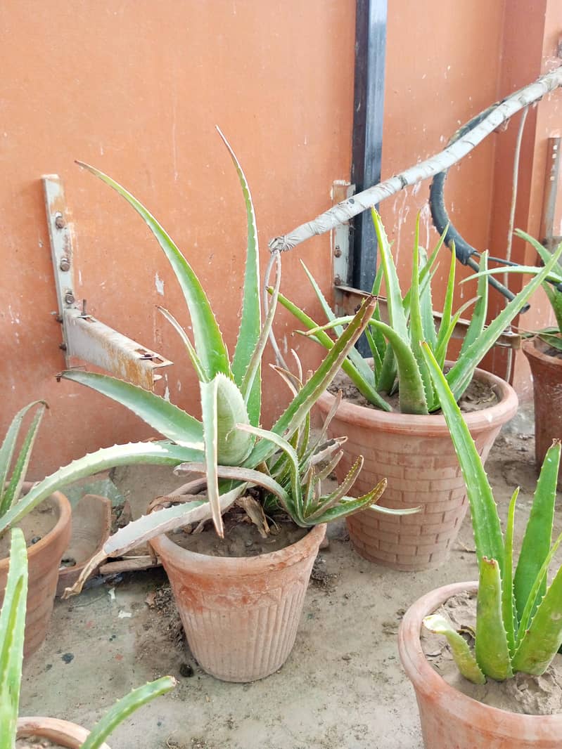 plants 3