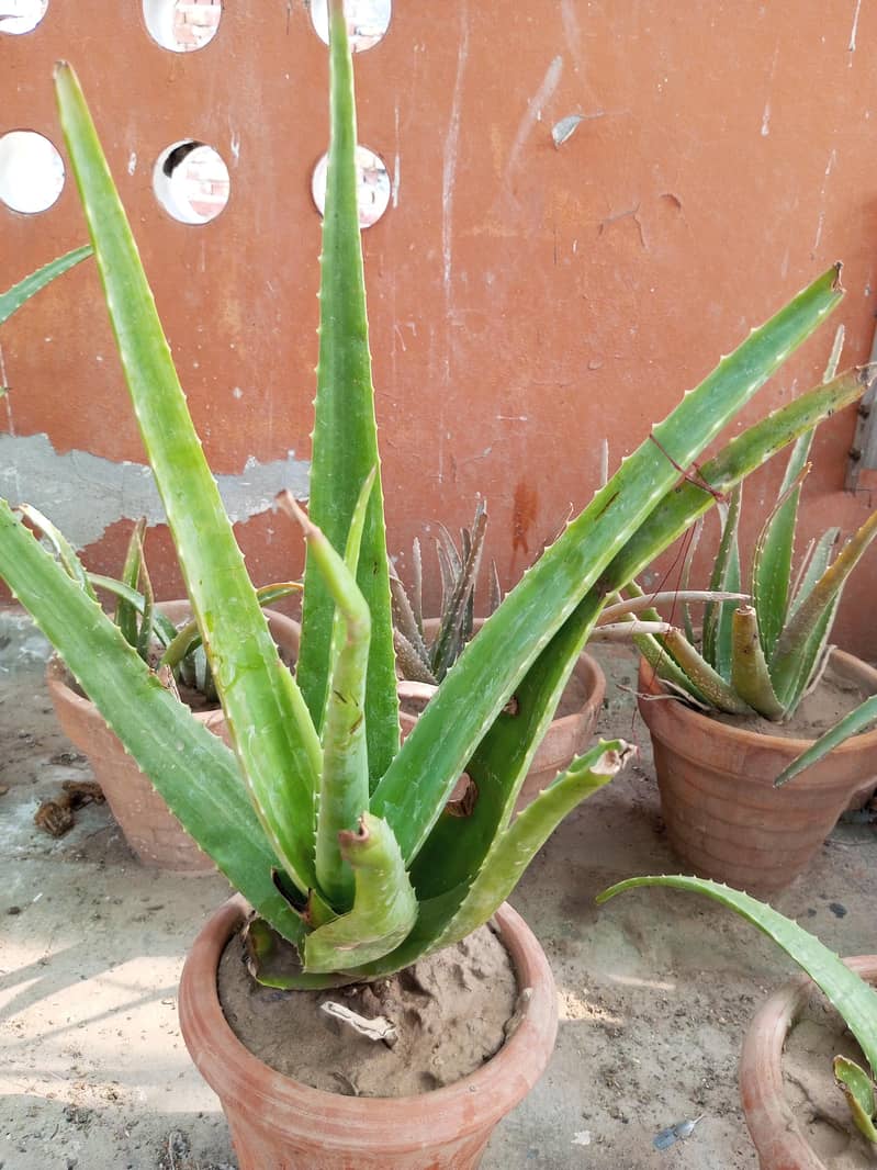 plants 4