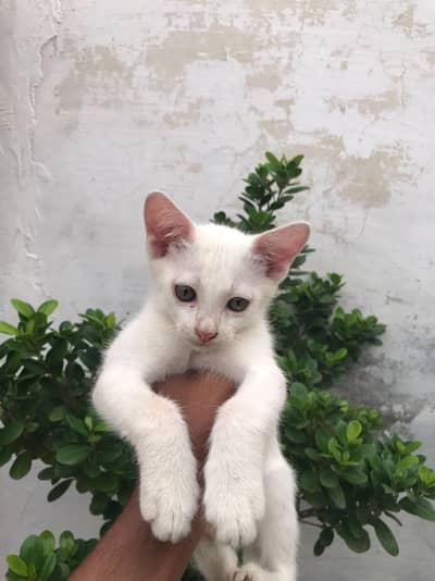 kitten for sale