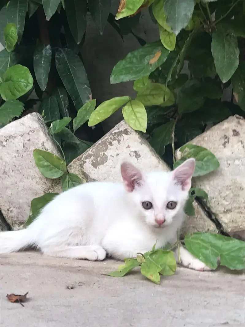 kitten for sale — photo 2