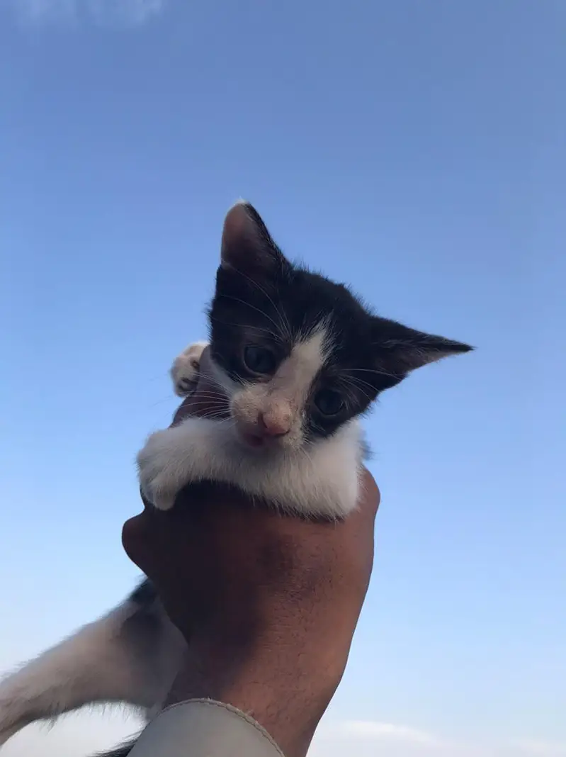 kitten for sale — photo 5