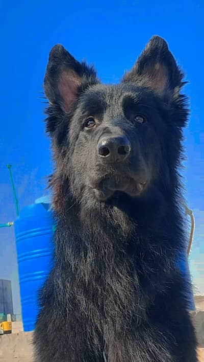 German shepherd Proper Long coat Male
