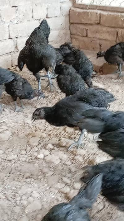 Ayam Cemani Chicks