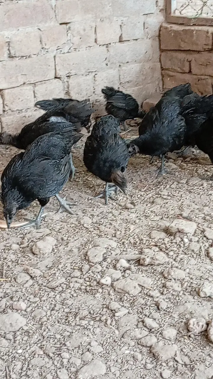 Ayam Cemani Chicks — photo 2